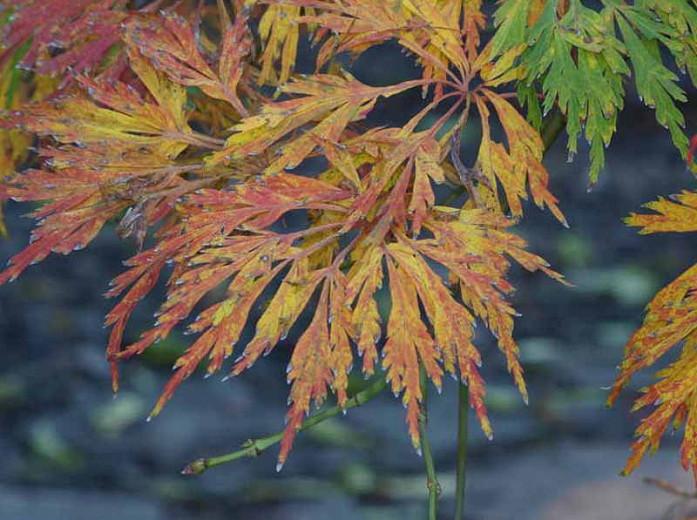 Acer japonicum 'Green Cascade', Full Moon Maple 'Green Cascade', Fern-Leaf Maple 'Green Cascade', Downy Japanese Maple 'Green Cascade', Weeping Maple Tree, Fall Color